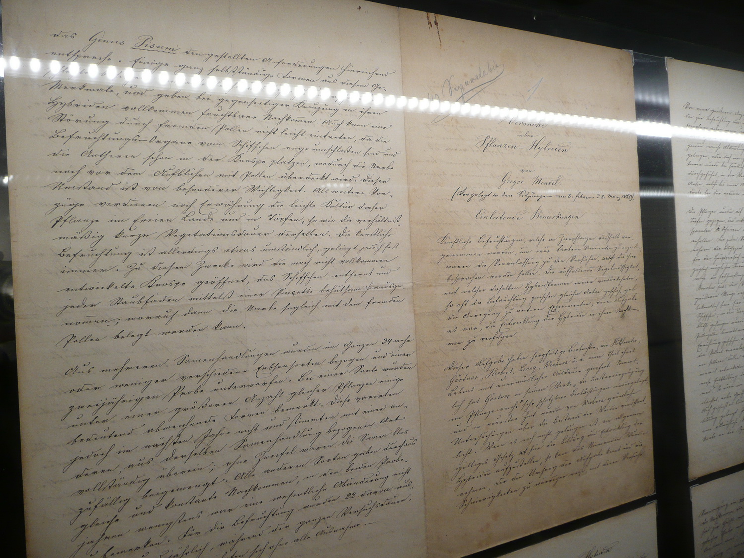 Mendlův rukopis Pokusy s rostlinnými hybridy v Muzeu Starobrněnského opatství